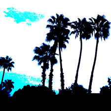 Palm Trees